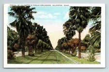 Cartão postal c1930s WB Galveston TX Palm Tree Esplanades Street comprar usado  Enviando para Brazil
