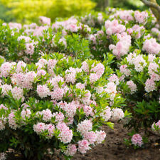 Rhododendron bloombux light for sale  PETERBOROUGH
