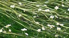Ranunculus aquatilis bunch for sale  MARKET RASEN