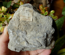 Fossile ostrea huitre d'occasion  Lagnieu
