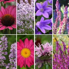 Nurserymans choice perennial for sale Nurserymans choice perennial for sale  IPSWICH