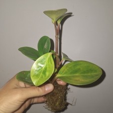 Peperomia obtusifolia baby for sale  Wedgefield