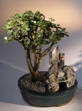 Baby jade bonsai for sale  Patchogue
