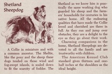 Shetland sheepdog custom for sale  Tampa