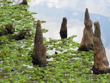 Southern bald cypress for sale  Madisonville