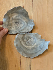Fossil clam shell for sale  Santaquin