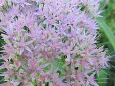 Starter plant autumn for sale  Charlotte