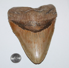 Deformed rare megalodon for sale  Wilmington