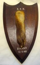 taxidermy fox for sale  NEWTON ABBOT