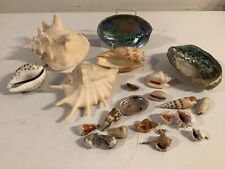 Sea shells natural for sale  DORKING