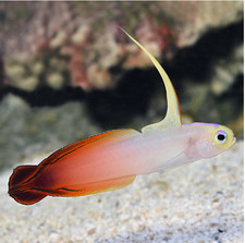 Red firefish goby for sale  Garden City