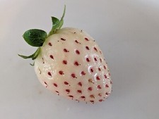Hawaiian pineberry live for sale  Blaine