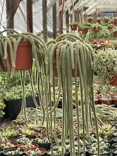 Rat tail cactus for sale  Oceanside