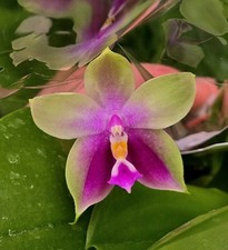 Phalaenopsis bellina blue for sale  NOTTINGHAM