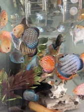 Discus d'occasion  Expédié en Belgium
