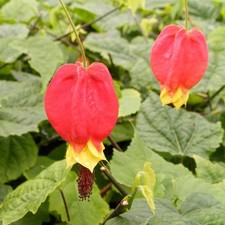 Abutilon megapotamicum drapeau d'occasion  Pouzauges