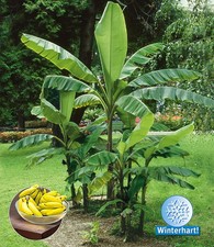 Winterharte banane grün gebraucht kaufen  Bensheim