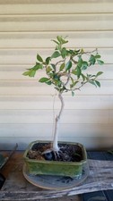 Live ficus bonsai for sale  Strasburg