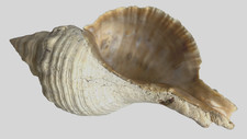 Vintage horse conch for sale  Fairport