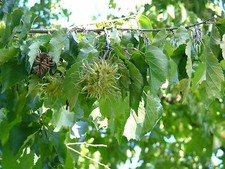 Baum hasel corylus gebraucht kaufen  Tauberbischofsheim