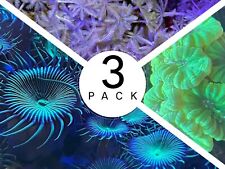 Pack green palythoa for sale  BARNSLEY