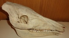 wildschwein praparat gebraucht kaufen  Deutschland