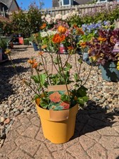 Geum tosai orange for sale  LARGS
