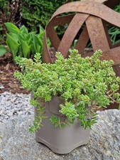Pflanze sedum fetthenne gebraucht kaufen  Edling