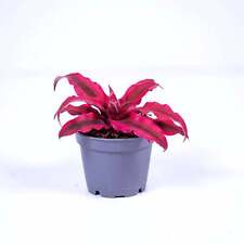 Cryptanthus rubens earth for sale  BRISTOL