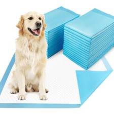 100 large puppy for sale  UK