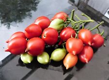 Tomate piennolo del gebraucht kaufen  Kehl