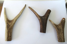 Red deer stag for sale  PETERBOROUGH