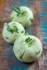 1000 samen kohlrabi gebraucht kaufen  Frammersbach