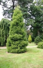 Japanese cedar conifer for sale  BARNSTAPLE
