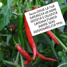 200 semi peperoncino usato  Bra