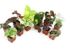 Live houseplants indoor for sale  Denver