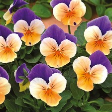 Viola twix apricot for sale  LLANDYSUL