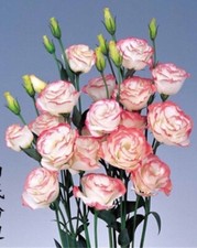 25pc lisianthus seeds for sale  Goldsboro