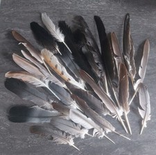 Bastelmaterial 30 federn gebraucht kaufen  Melle