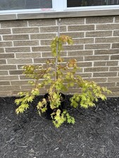 maples baby japanese for sale  Independence