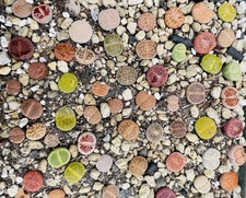 Cactus caudex plante d'occasion  Aire-sur-l'Adour