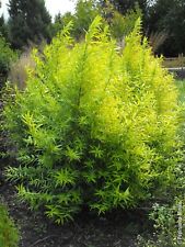Salix udensis golden for sale  NORTHWICH