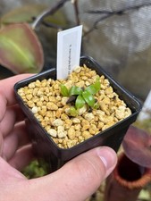 Nepenthes macrophylla bcp for sale  Rehoboth