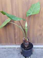 Alocasia macrorrhiza borneo d'occasion  Mont-près-Chambord