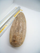 Pesce fossile origine usato  Cassano Magnago
