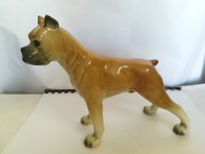 Beau chien boxer d'occasion  Le Bois-d'Oingt
