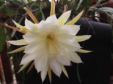 Epiphyllum blattkaktus friedri gebraucht kaufen  Deutschland