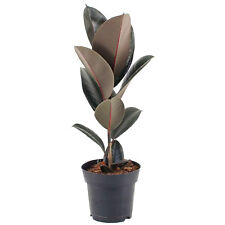 Ficus abidjan indoor for sale  UK