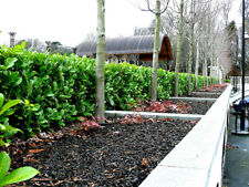 Cherry laurel fast for sale  NEWTOWNARDS