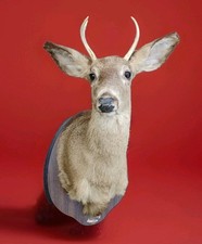 Whitetail deer head for sale  Winsted